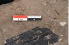 Foto (Detailansicht) von Araucaria sternbergii Goeppert (NHMW-GEO-2024-0188-8296)